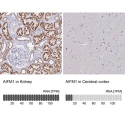 AIF Antibody, Novus Biologicals 0.1mL; Unlabeled:Antibodies, Polyclonal